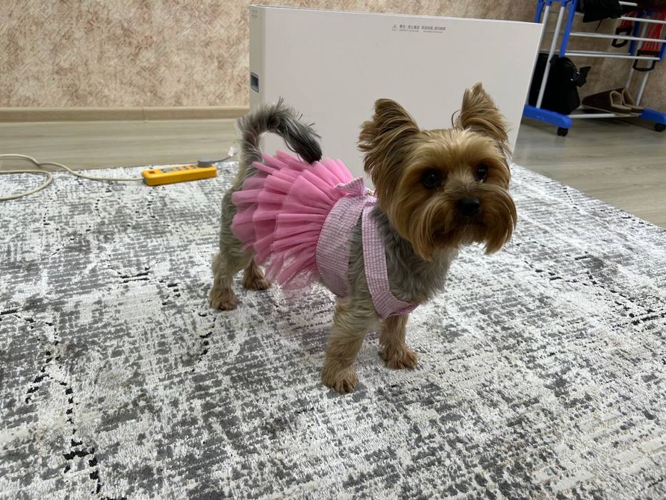 Продаются щенки йоршеского терьера