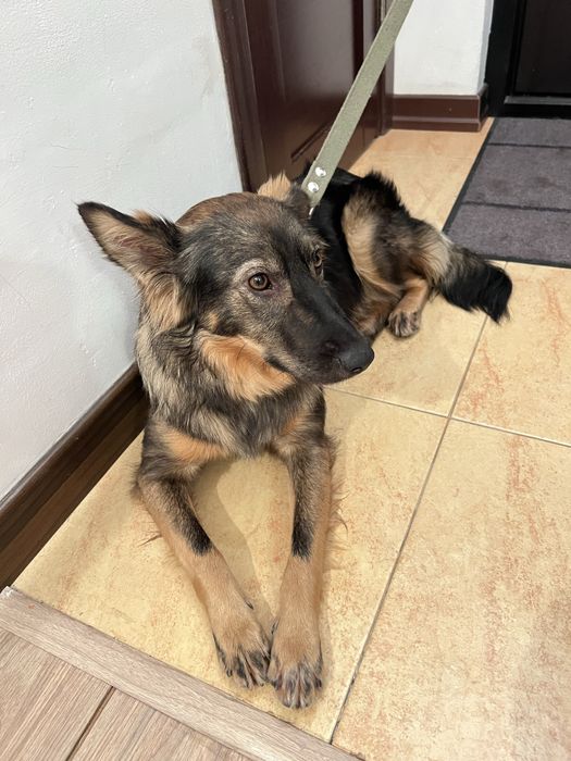 Найдена черно-рыжая собака