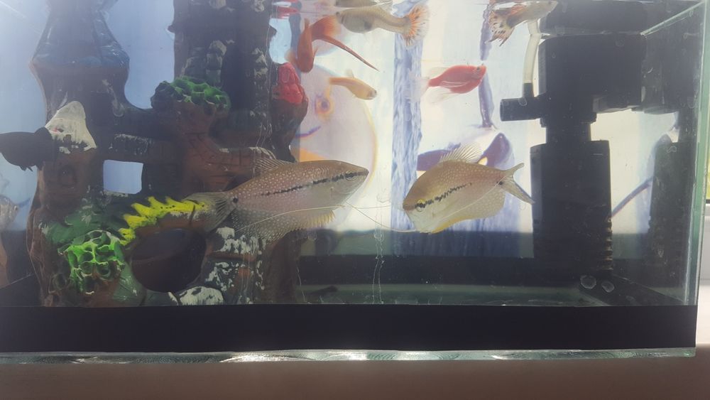 Продам рыбок Гурами,Дания,Малинезия,Гупи,минченосец.