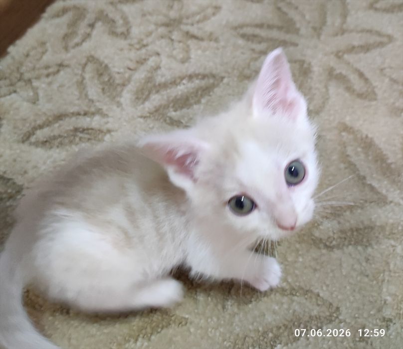 Котёнок- радость в доме