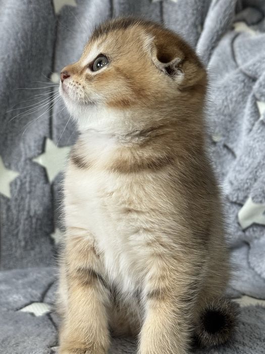 Шиншилла золото серебро