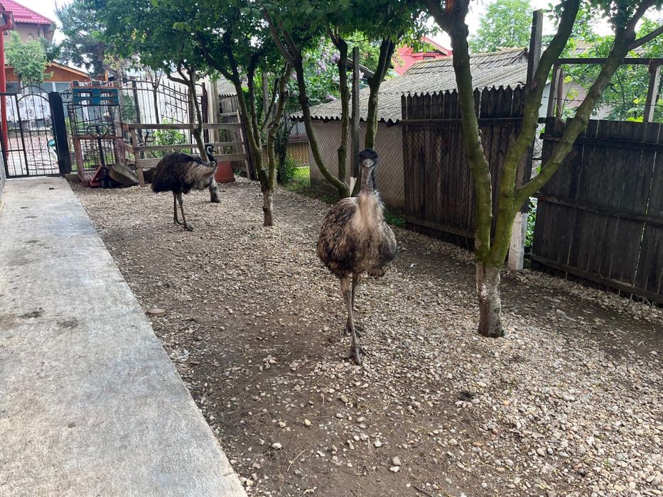 Pereche de struti emu