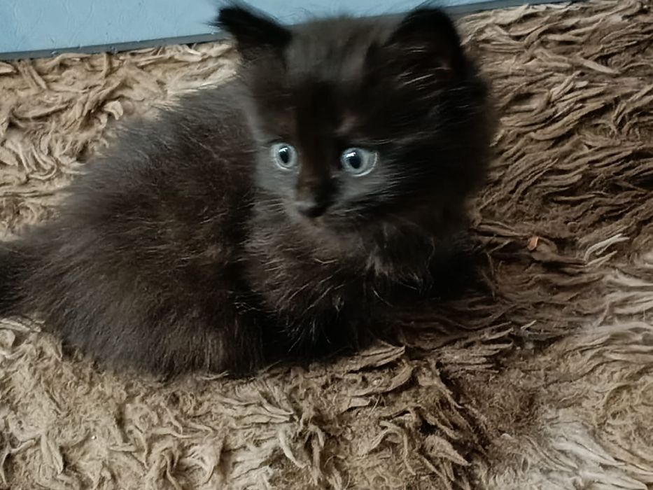 Отдам котят в хорошие руки