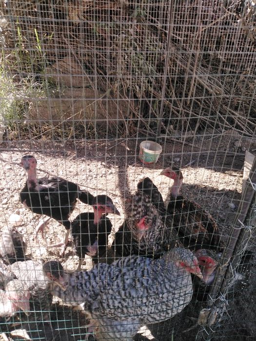 Brama xo'roz kulangi jojalar