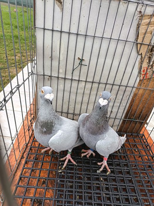 Vând pereche porumbei voiajori italieni tineri