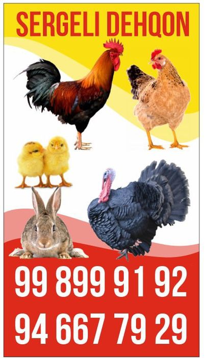 Horoz tovuq kurka quyon goz ordak sotiladi soyib tozalab beramiz .