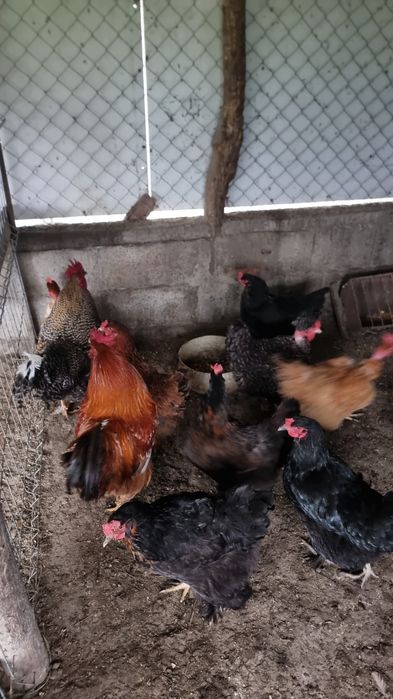 Vand sau schimb  cocosii cu gainii