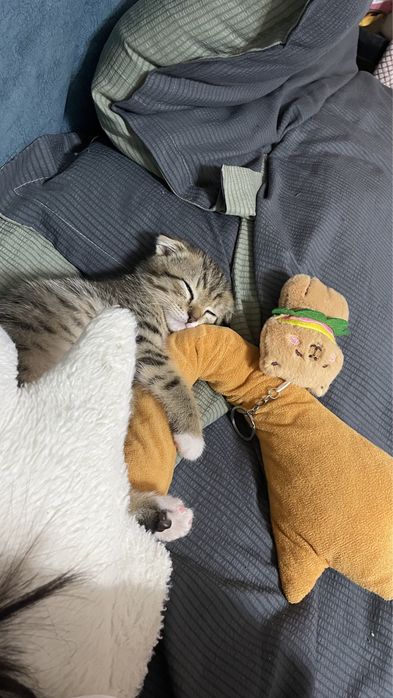 Кошка сатылады. Астана