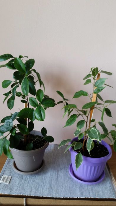 Бенджамин и бенджамин фикус Намалени!