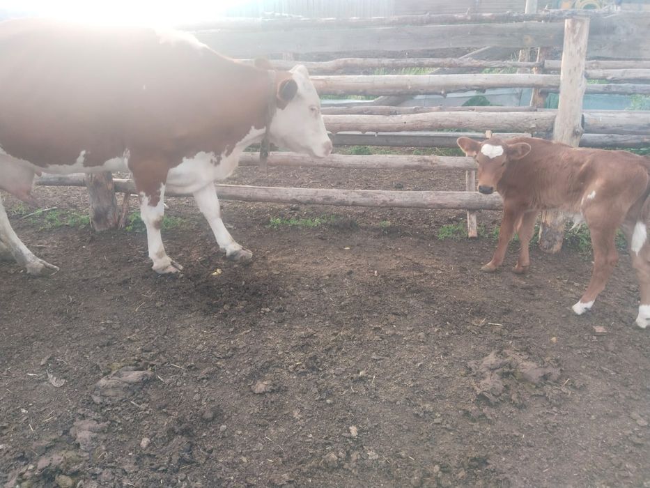 Продам корову с теленком