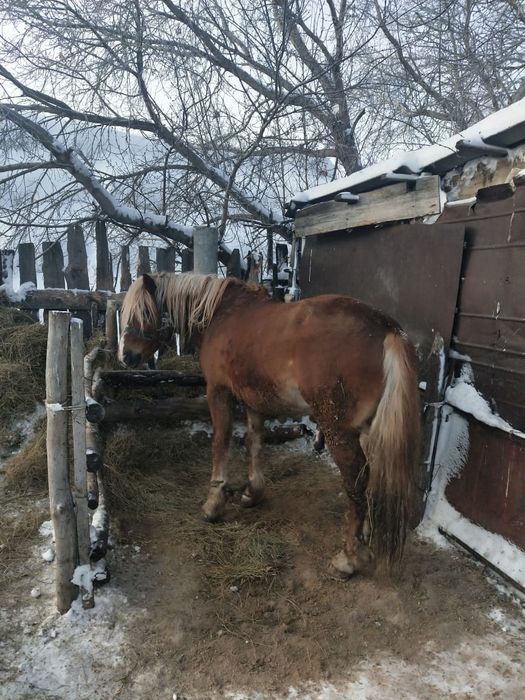 Айгыр сатамын,  жеребец