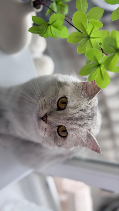 Кошка шотландская