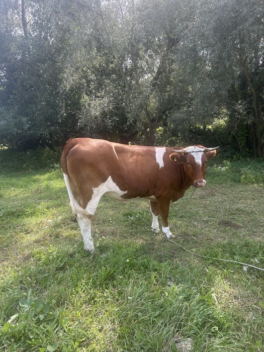 Junică gestantă