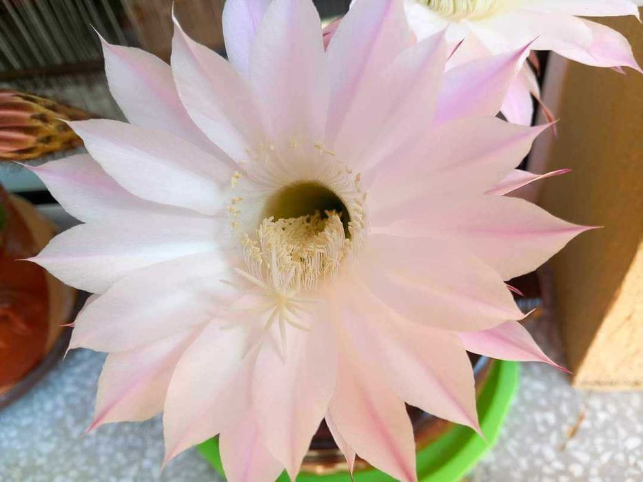 Бял, розов и жълт цъфтящ кактус Ехинопсис (Echinopsis eyriesii)