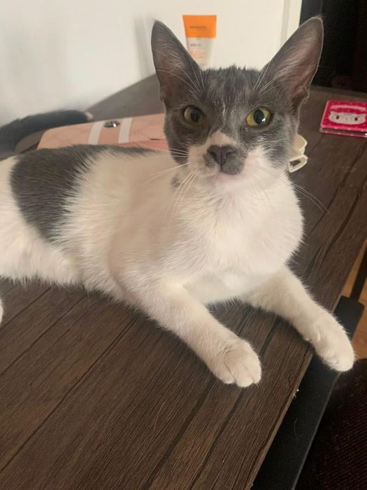 pisicuta de adoptat, pui de pisica pentru adoptie, puiut de pisic, pui de adoptat, pisicuta superba de adoptie, pisica frumoasa