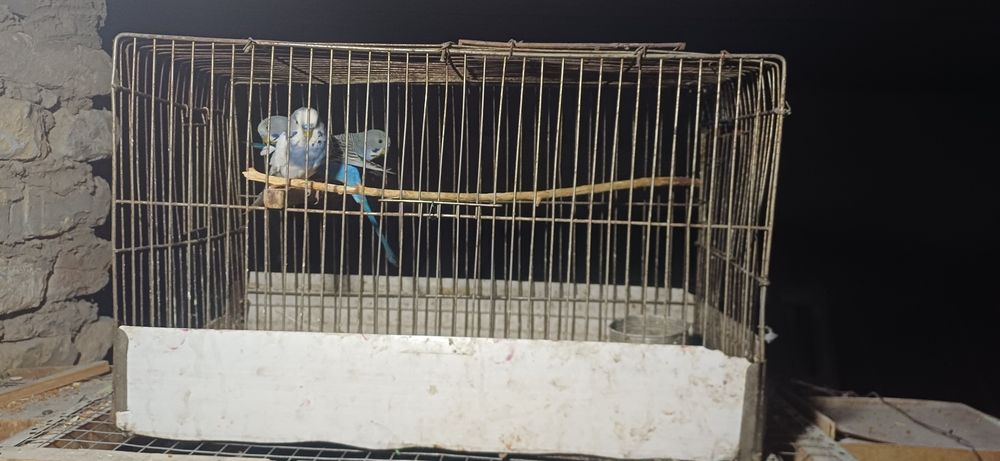 Misol valnistiy to'ti