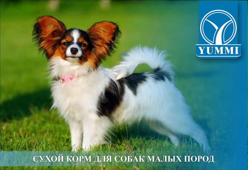 Дистрибьютор сухого корма для собак и кошек "YUMMI"