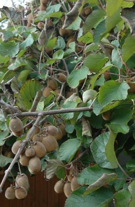 Pomi Exotici (Soiuri De Kiwi )