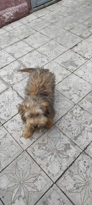 Пристраиваем щенков дворняжек