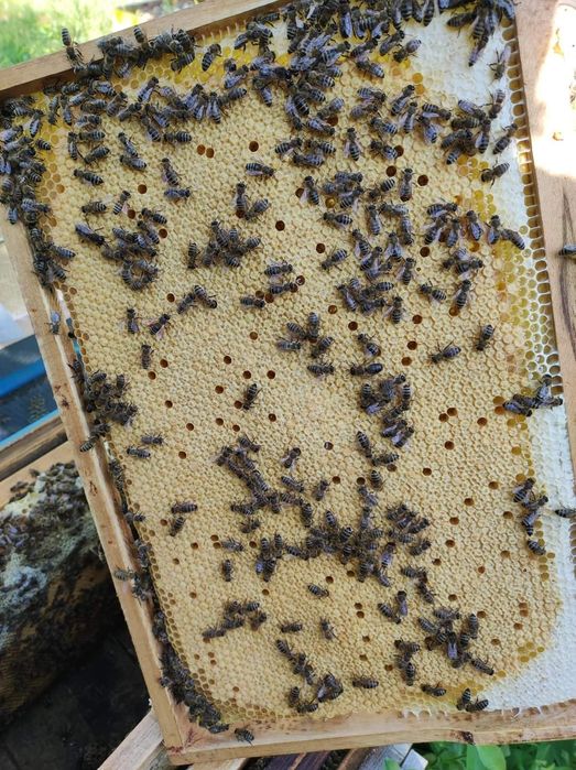 Mătci / Regine / Albine Carnica F1