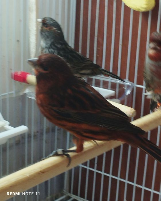 Канарейка. Нарла. 1 еш. Ярийй