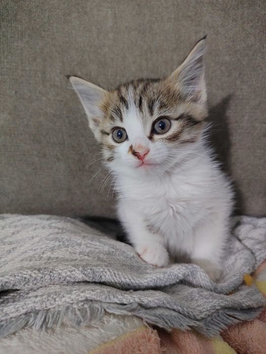 Котёнок от турецкой ангоры