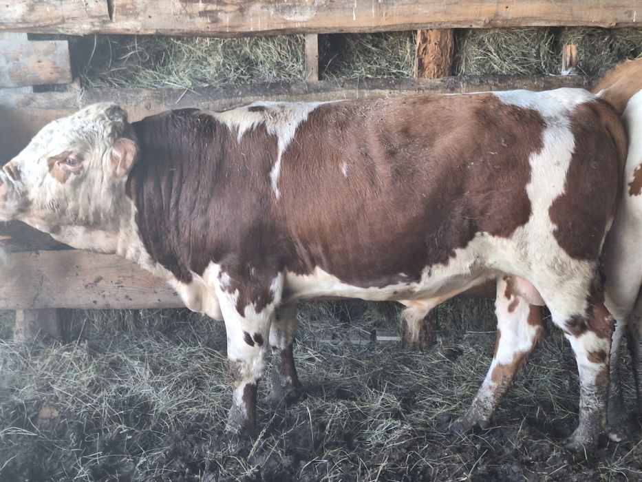 Продам бычка в возрасте 1,3 месяца