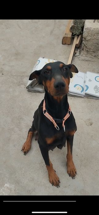 Доберман самка 2,5 месяцов