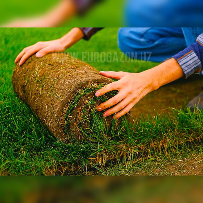 gazon toshkent рулонные газоны в ташкенте