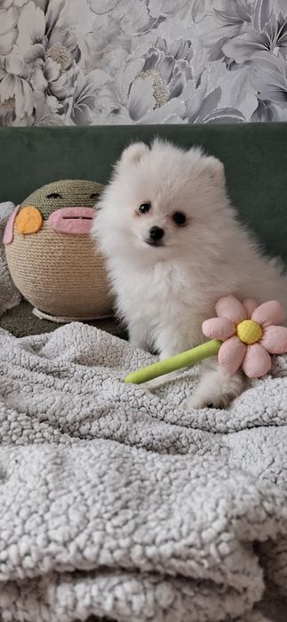 Девочка шпиц белоснежная