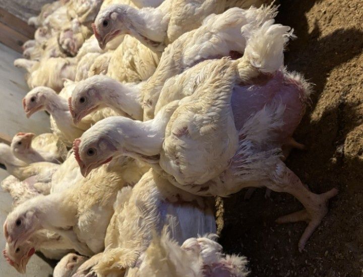 Bună ziua dragi clienți astăzi am dat drumul la o serie de pui prima s