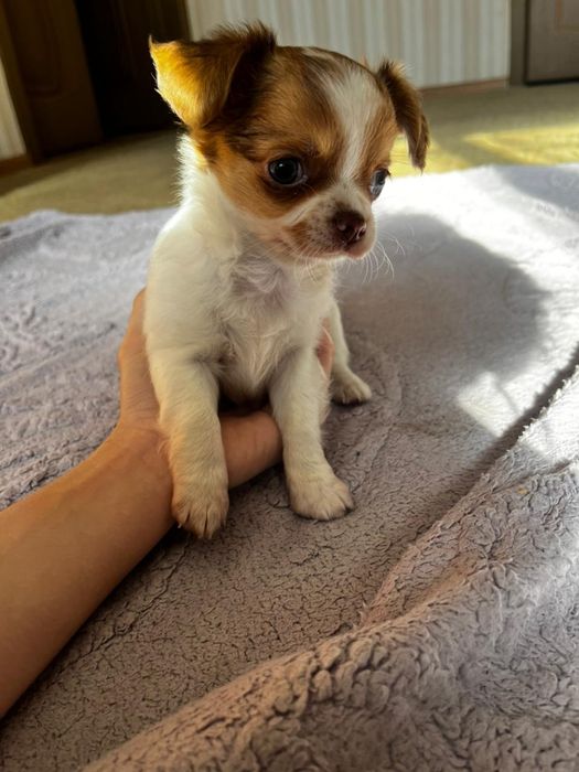 Чихуахуа щенки.Мальчик и девочка