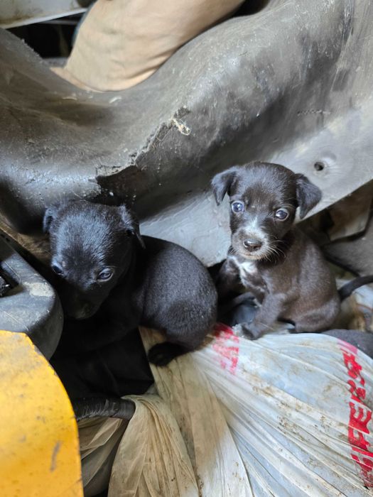 Отдам щенят, срочно!