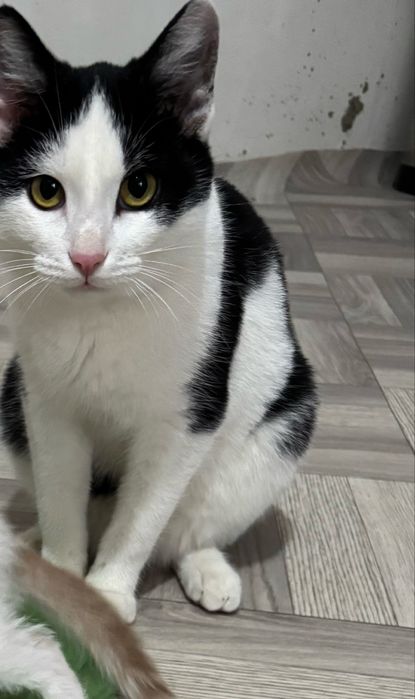 Отдам кошечку мышей ловит