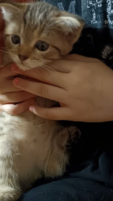 Котята 3 шт  умные