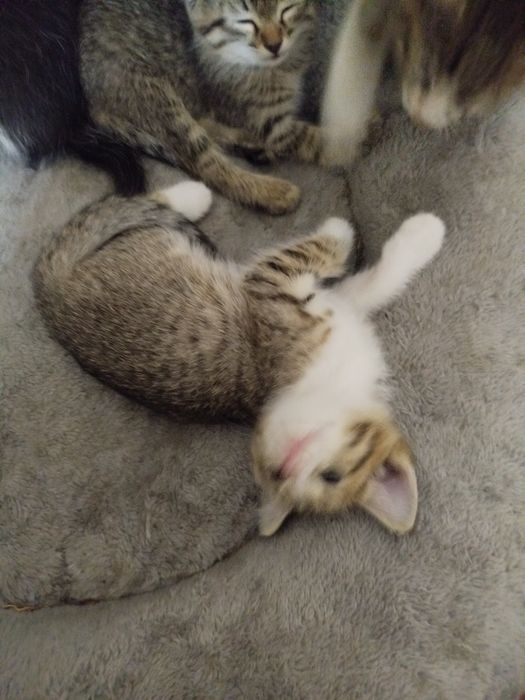 Котята БЕСПЛАТНО в добрые руки