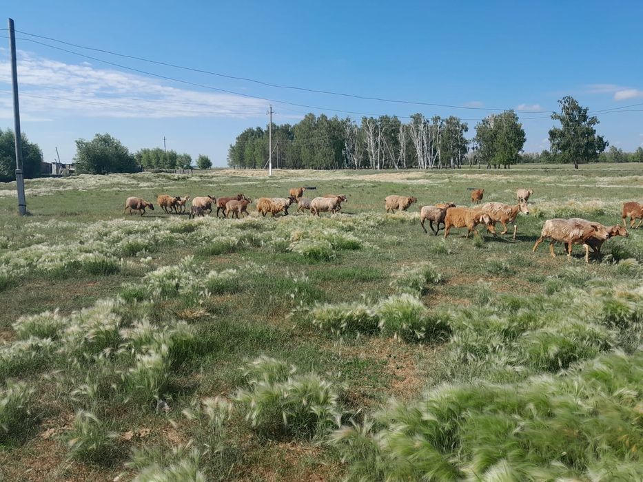 Продам 50 голов баранов