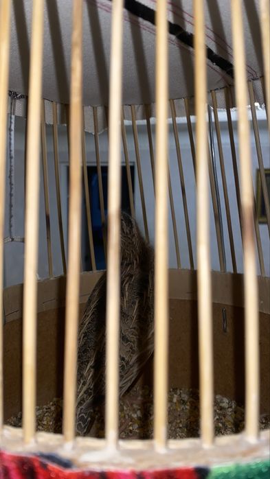 Bedana Italia sayroqi