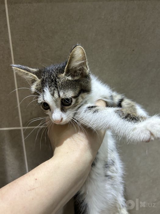 Котенок в добрые руки