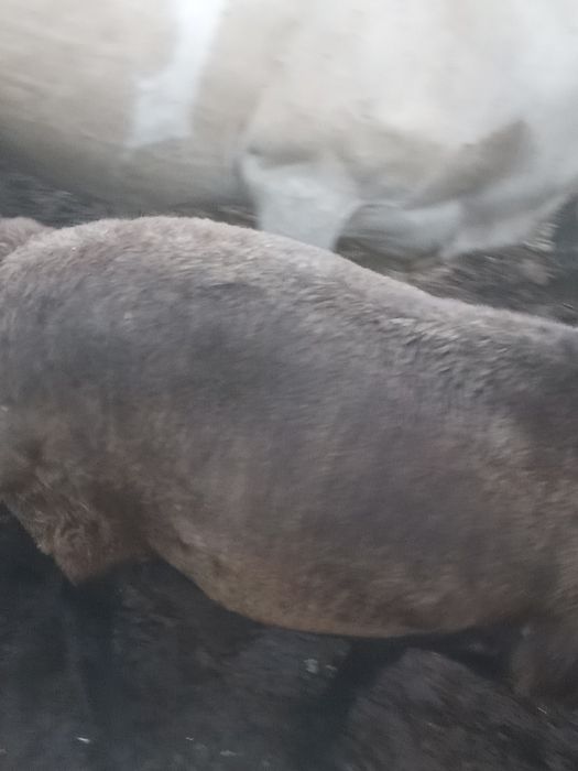 Кошкар на племя.