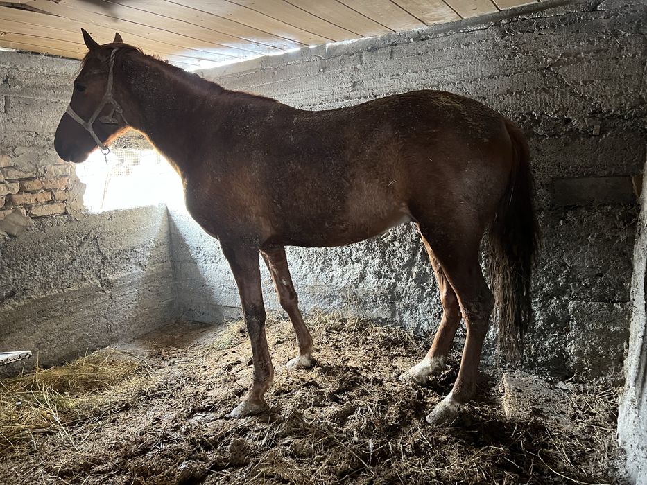 Продается жеребец. Айгыр.
