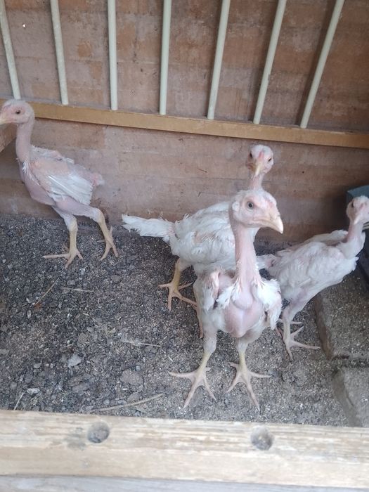 О Шамо Ташкент. Чистокровные