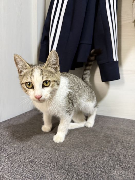 Котята