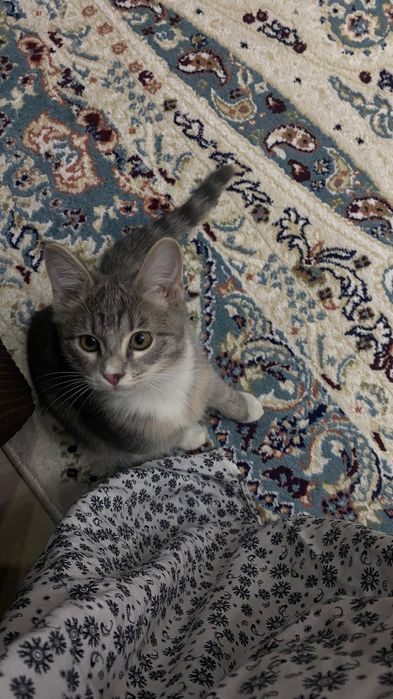 Отдам в добрые руки