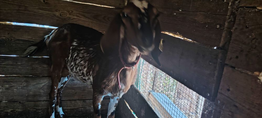 Продам дойную козу