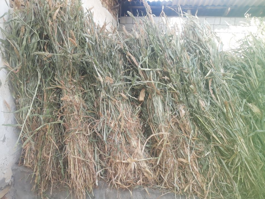 Mol va qoy uchun O't sotiladi