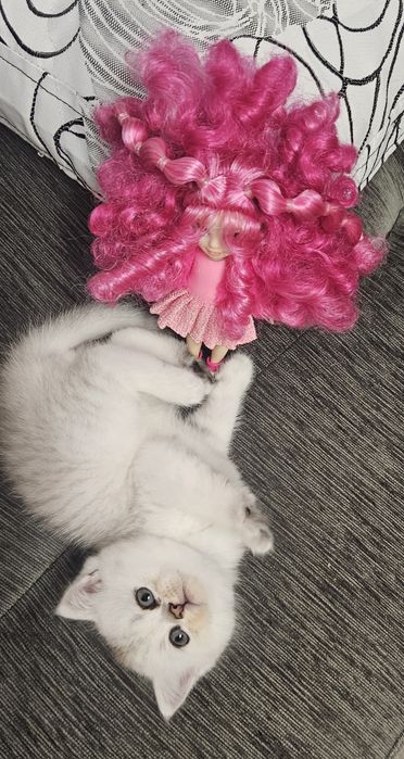 Шотландски котенца
