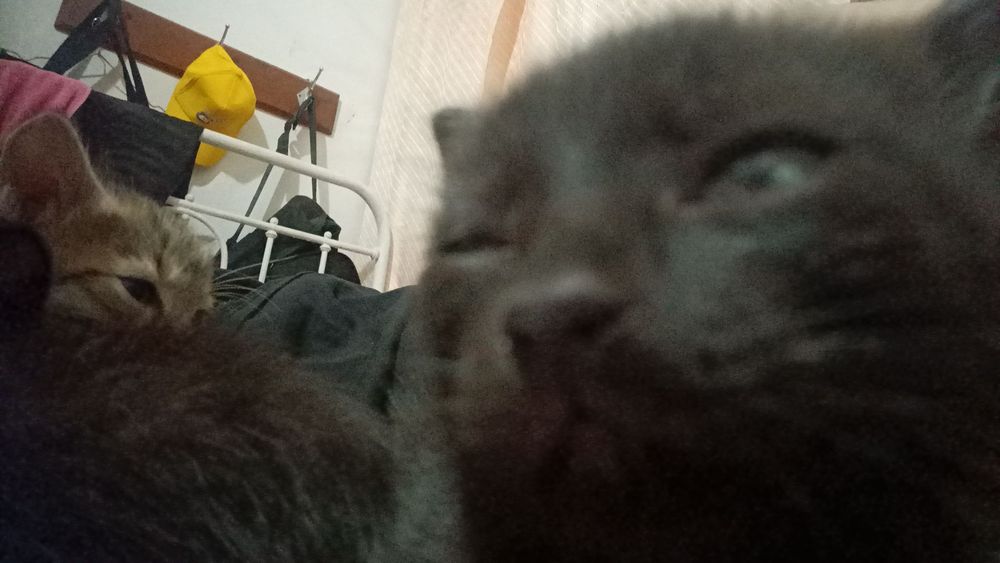 Отдам котят бесплатно