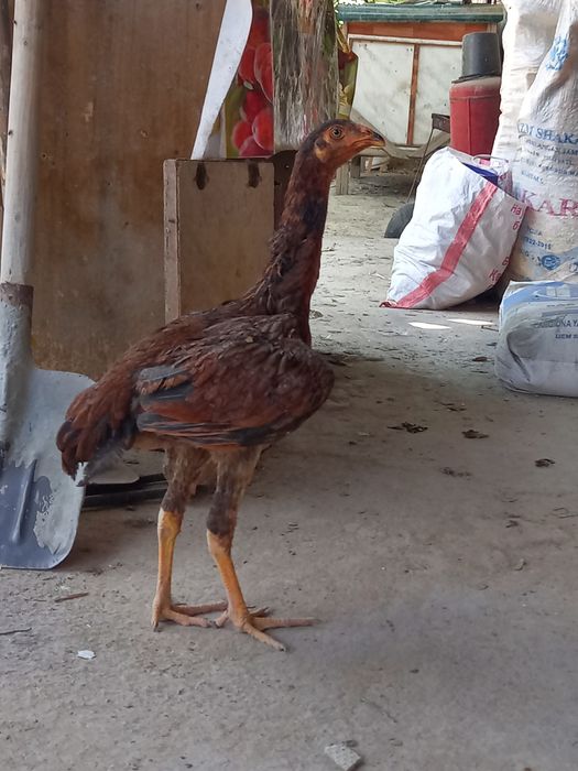 Toza qonli makiyon jojalar sotiladi aprel