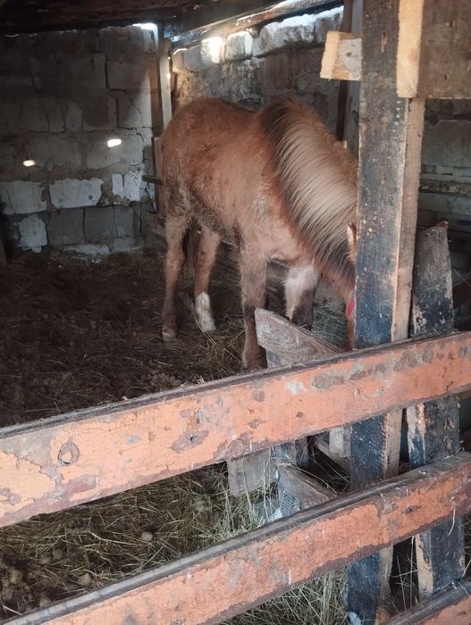 Продажа животноие